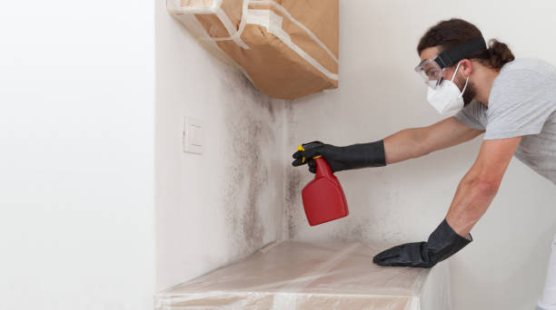 Professional Basement Mold Remediation technician working in Fulton, NY