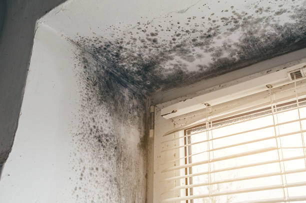 Affordable Basement Mold Remediation solutions in Fulton, NY